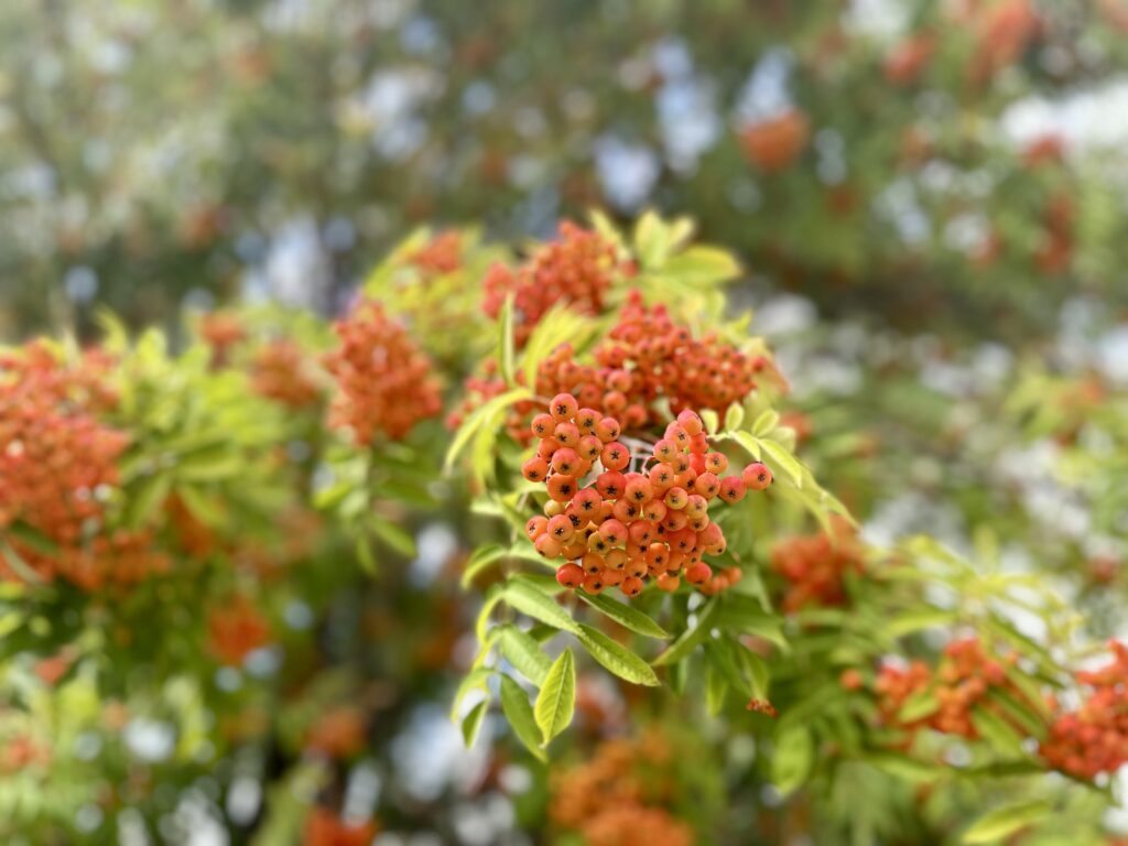 ナナカマドの実と紅葉前の葉