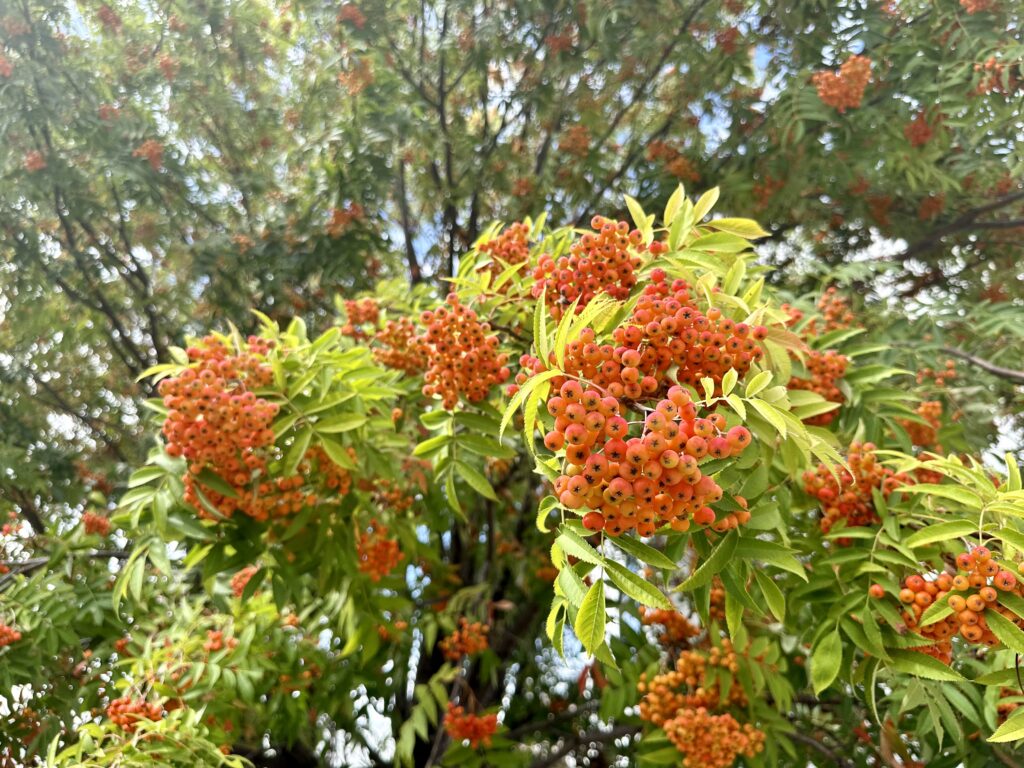 ナナカマドの実と紅葉前の葉