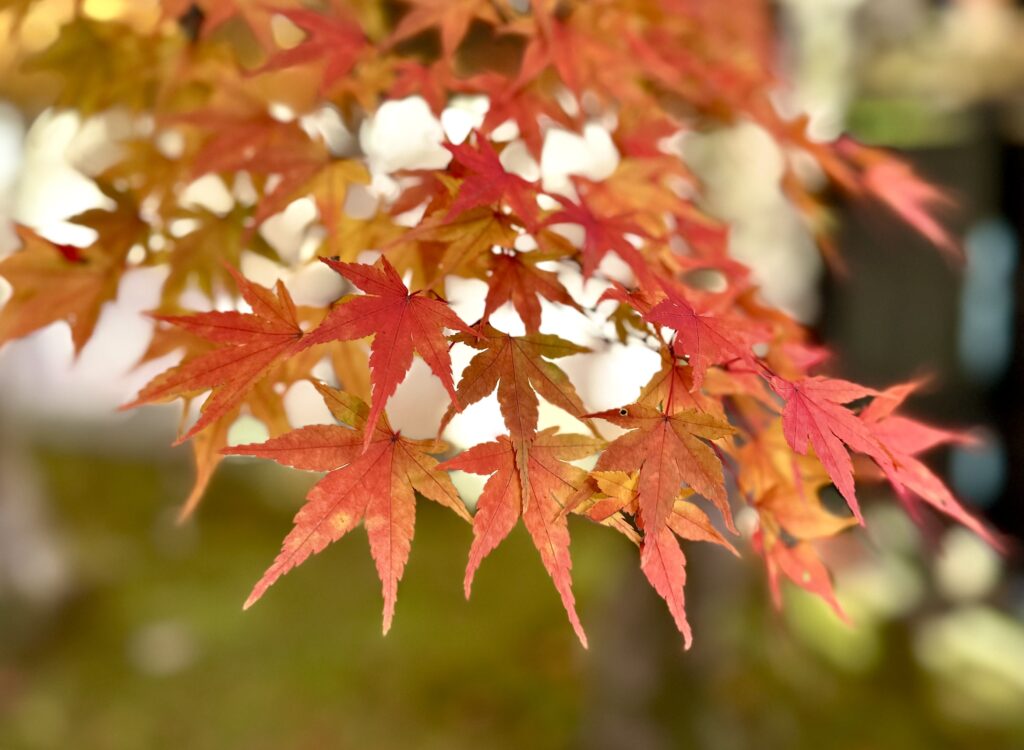 紅葉