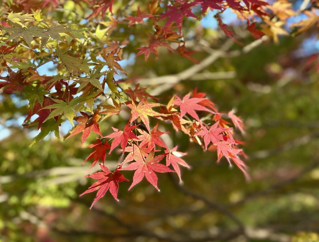 紅葉