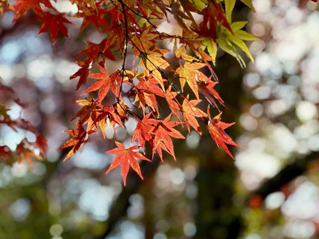 紅葉