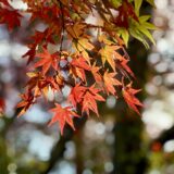 紅葉（葉っぱにフォーカスした写真）