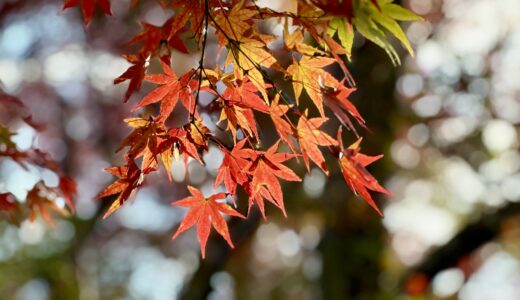 紅葉（葉っぱにフォーカスした写真）