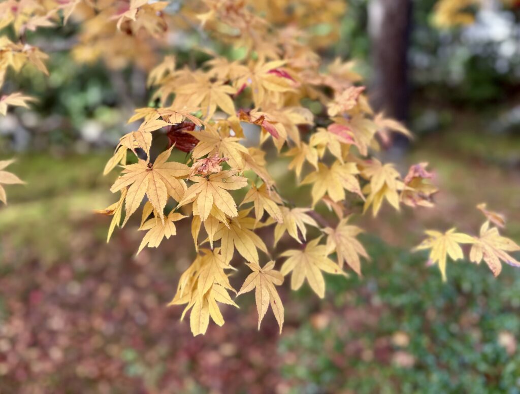 紅葉