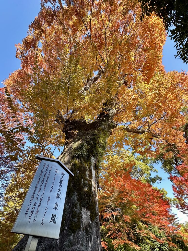 御土居の大欅「東風（こち）」