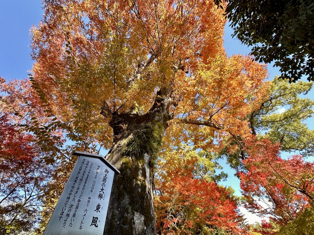 御土居の大欅「東風（こち）」