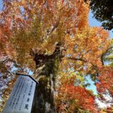 御土居の大欅「東風（こち）」