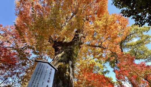 御土居の大欅「東風（こち）」