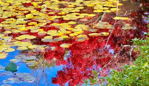 水面と紅葉