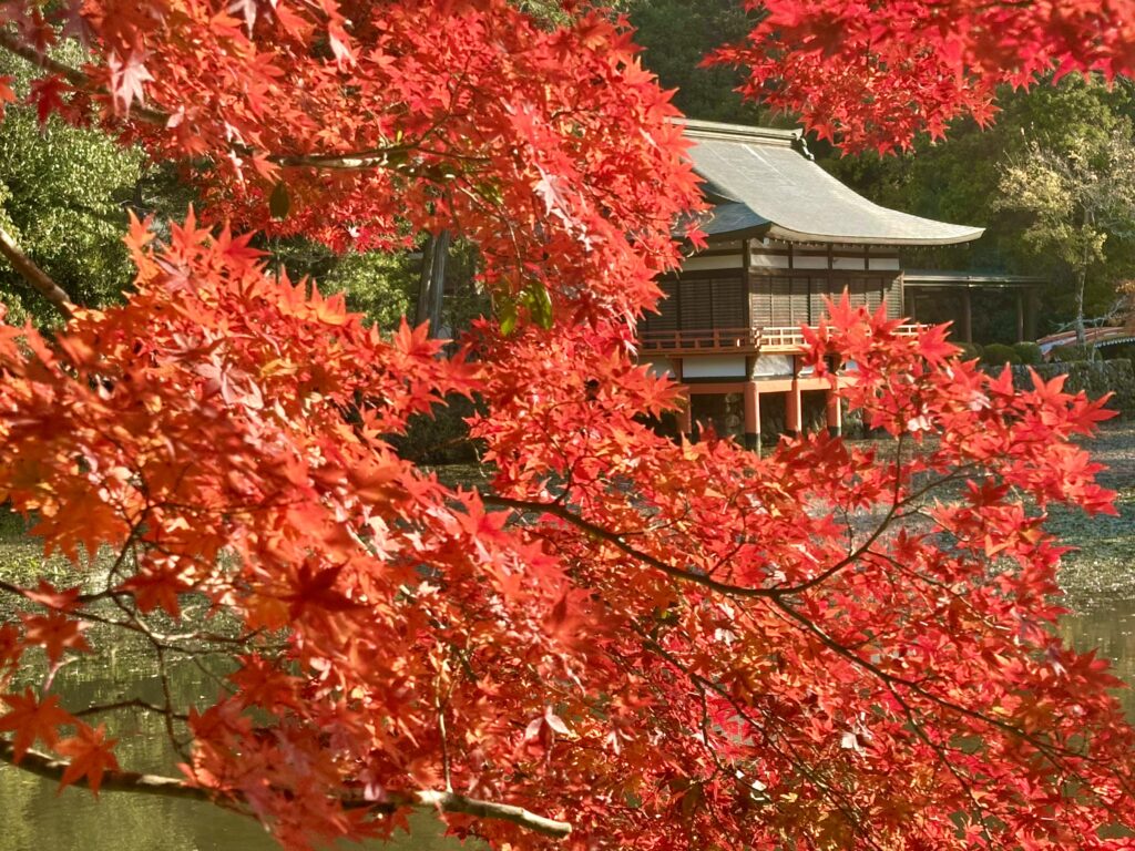 宇佐神宮の能楽堂と紅葉