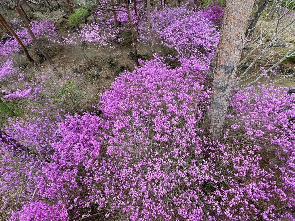 ミツバツツジ