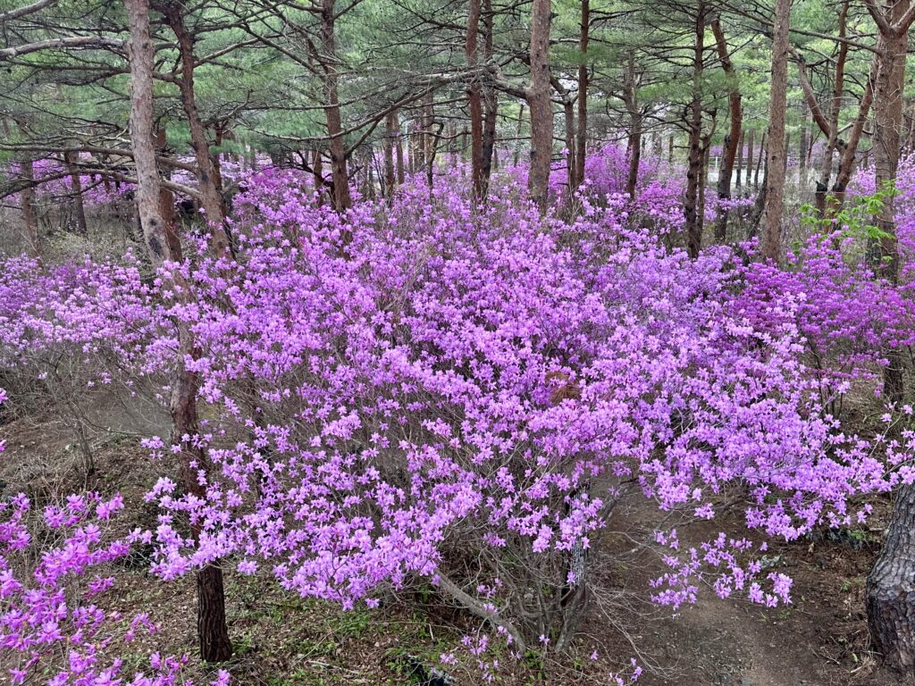 ミツバツツジ