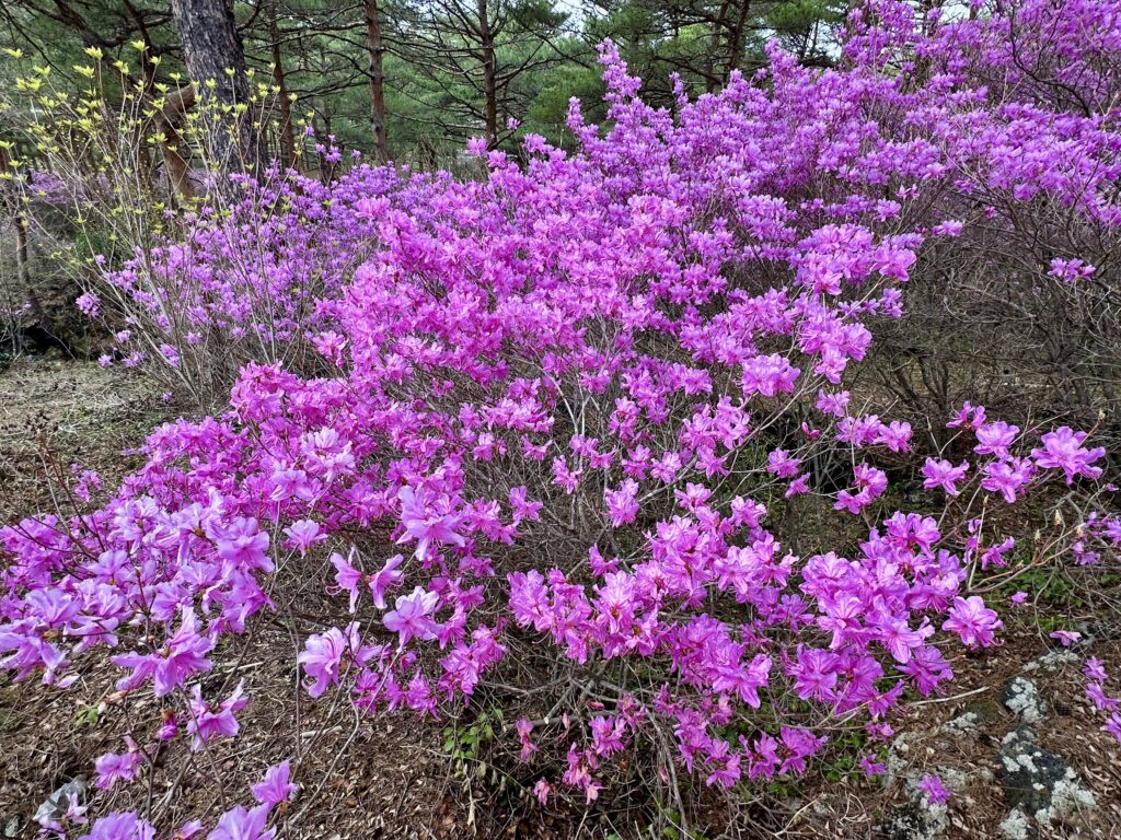 ミツバツツジ