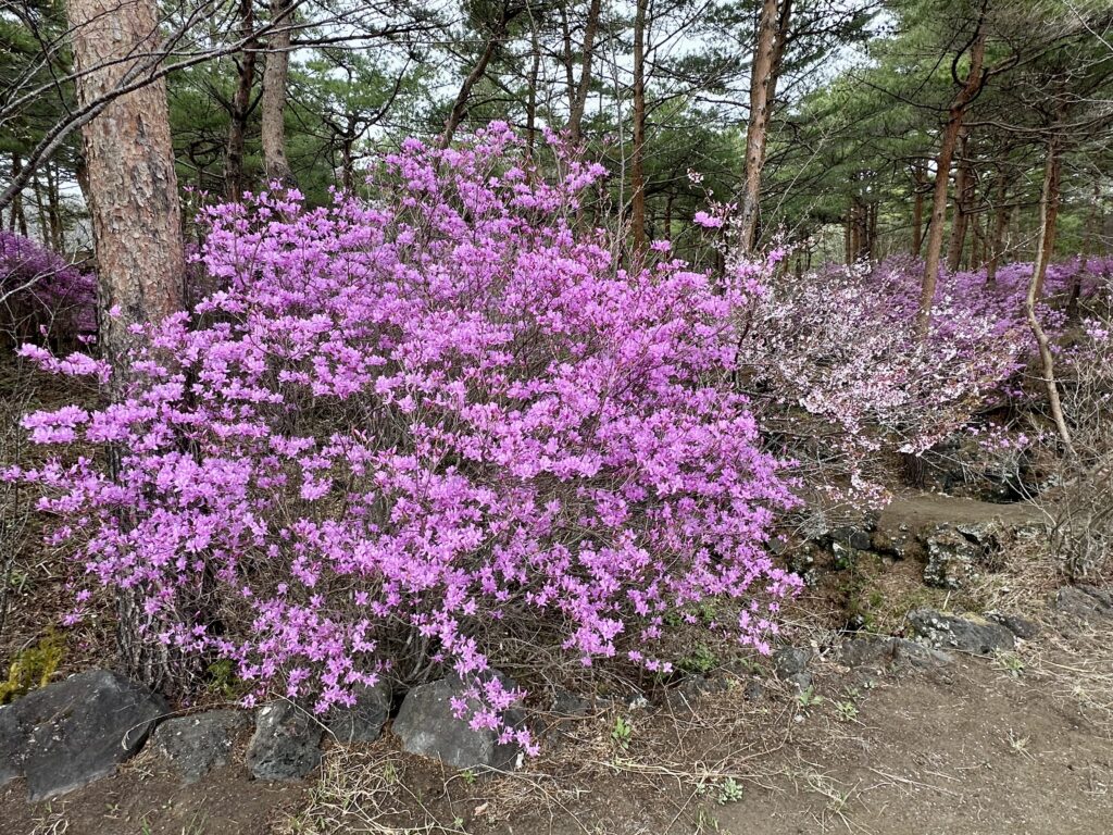 ミツバツツジ