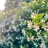 テイカズラの花