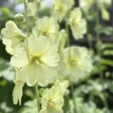 タチアオイの花