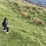 鹿を撮影する観光客